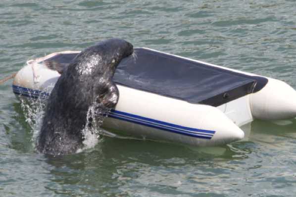 05 June 2019 - 14-05-06-1.jpg
If you were wondering how a big seal climbs on top of a boat, here's your answer courtesy of Windo the Dartmouth Seal. He swims up fast and then, somewhat ungainly clambers the last bit.
#SealOnBoat #WindoTheDartmouthSeal
